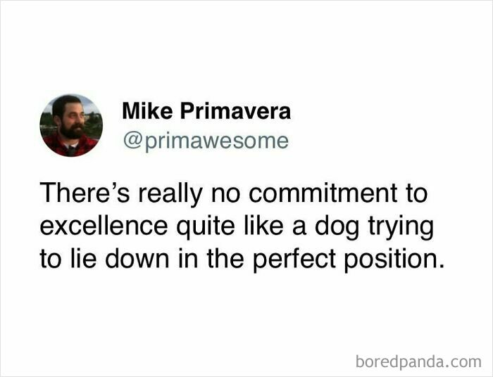 Tweet from user primawesome humorously comparing commitment to excellence with a dog trying to lie down in the perfect position.