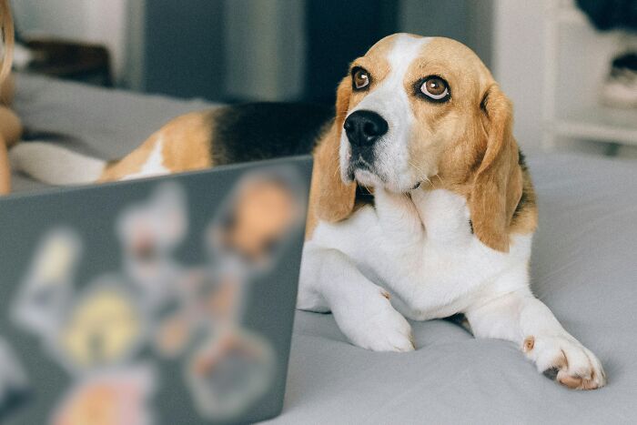 Beagle dog lying on bed next to laptop, illustrating workplace rules that were so over-the-top they annoyed everyone.