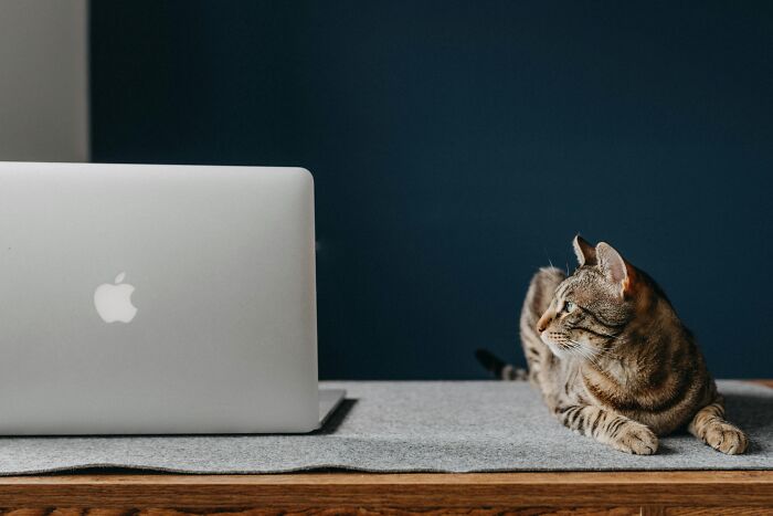 A tabby cat lying on a desk next to a laptop, illustrating workplace rules over-the-top and annoying everyone.