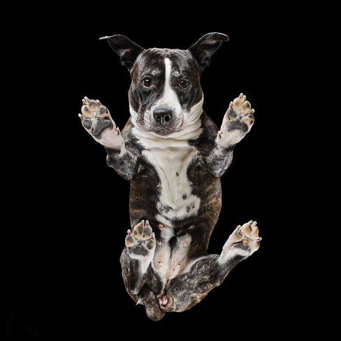 Underlook project photo of a cute dog captured from an unexpected perspective showing its paws and belly against black background