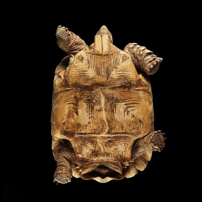 Tortoise shown from an underlook perspective highlighting its shell and legs against a black background.