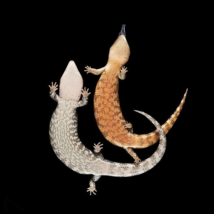 Two quirky and cute pets, geckos, shown from an underlook perspective against a black background.