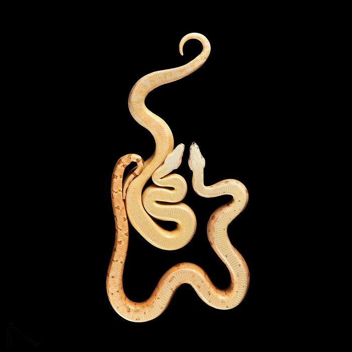 Underlook project showing quirky and cute snakes from an unexpected perspective on a black background