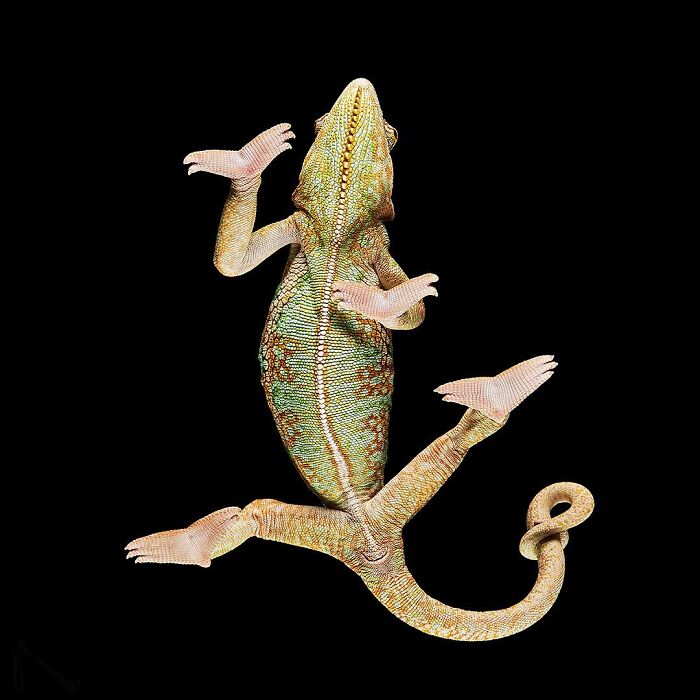 Close-up underlook of a colorful lizard showing its detailed scales and quirky feet against a black background.