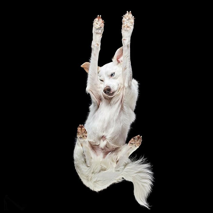White dog captured in underlook perspective with paws stretched upward against a black background in a quirky pet photo.