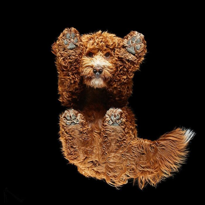 Curly brown dog seen from below with paws and tail visible against a black background in underlook pet perspective.