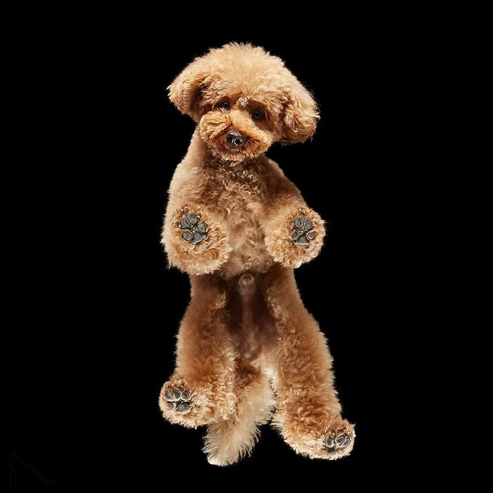 Small curly brown dog seen from an underlook perspective showing its paws against a black background