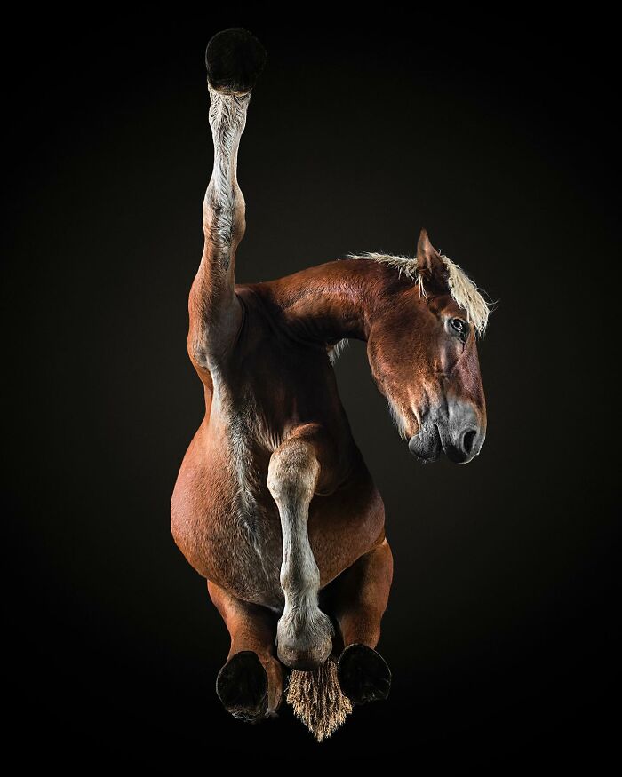 Close-up underlook of a brown horse mid-jump with one leg raised against a dark background showing quirky pet perspective.