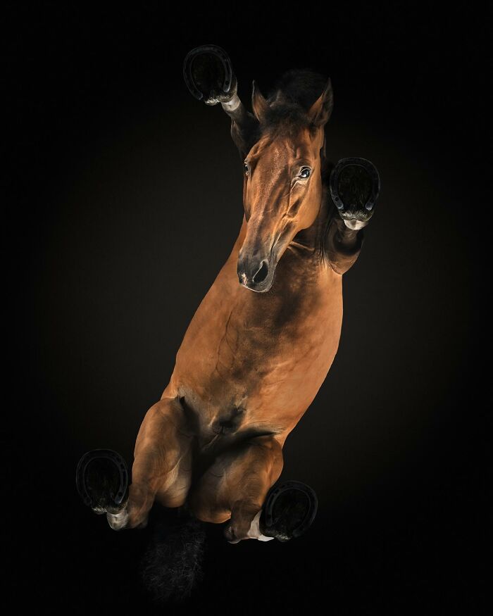 Underlook photo of a brown horse captured from below, showcasing a quirky and cute pet perspective against a dark background