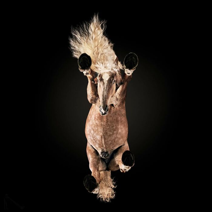 Horse captured from an underlook perspective, showcasing its hooves and flowing mane against a dark background.