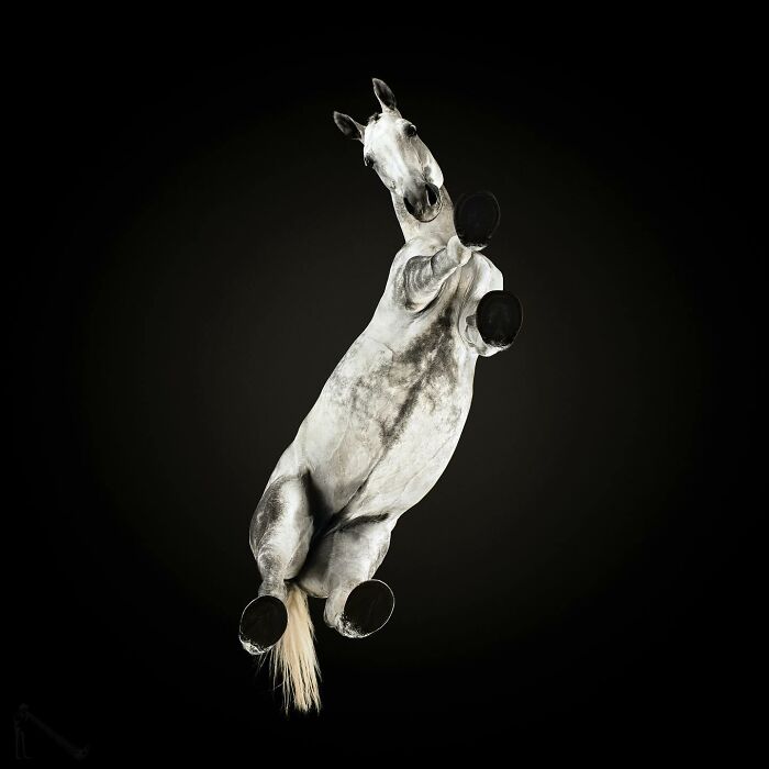 White horse captured from an underlook perspective, showcasing a quirky and cute pet in mid-air against a black background.