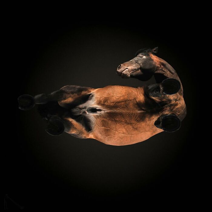 Underdog view of a horse lying down showing quirky and cute pets from an unexpected perspective in the underlook project.