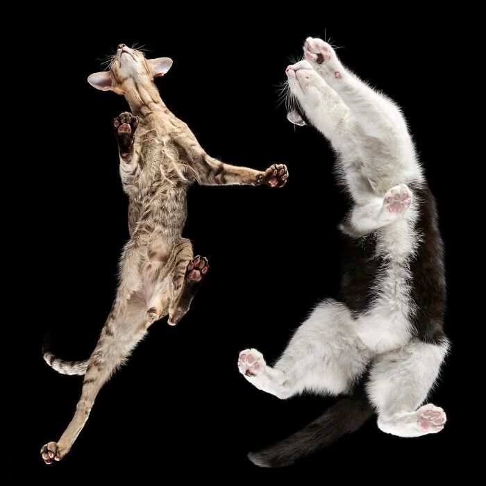 Two quirky and cute pets photographed from an underlook perspective, showing their paws and bellies against a black background.
