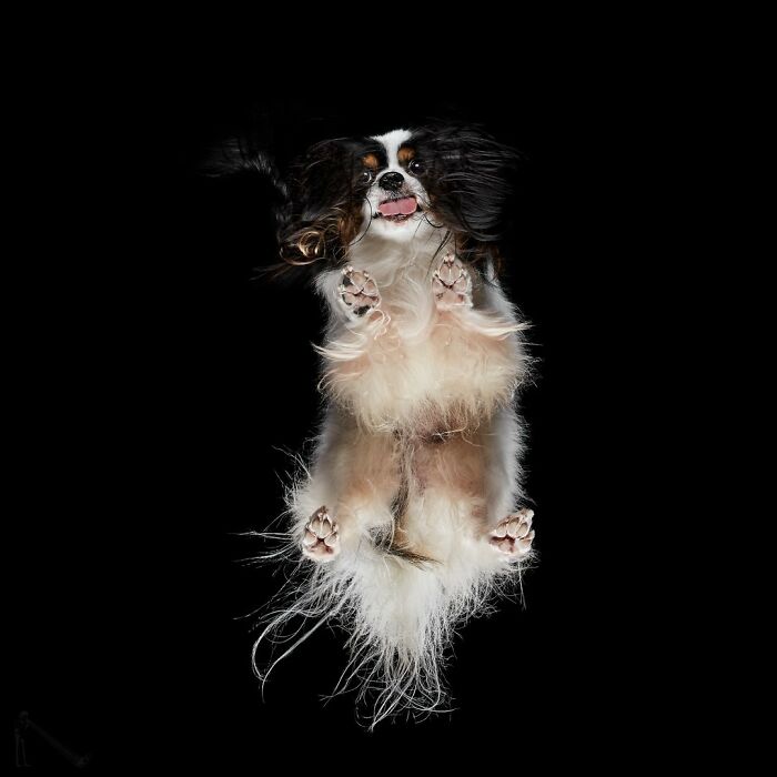 Small fluffy dog captured from an underlook perspective showing its paws and joyful expression against black background.