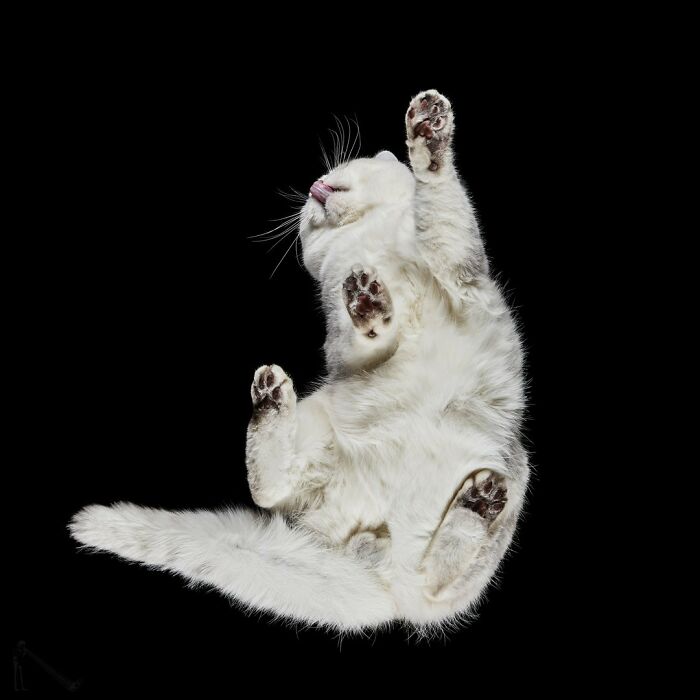 Fluffy white cat seen from underlook perspective with paws and tongue visible against a black background