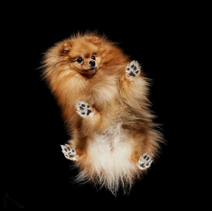 Fluffy Pomeranian dog captured from underlook perspective showing paws and belly against a black background.