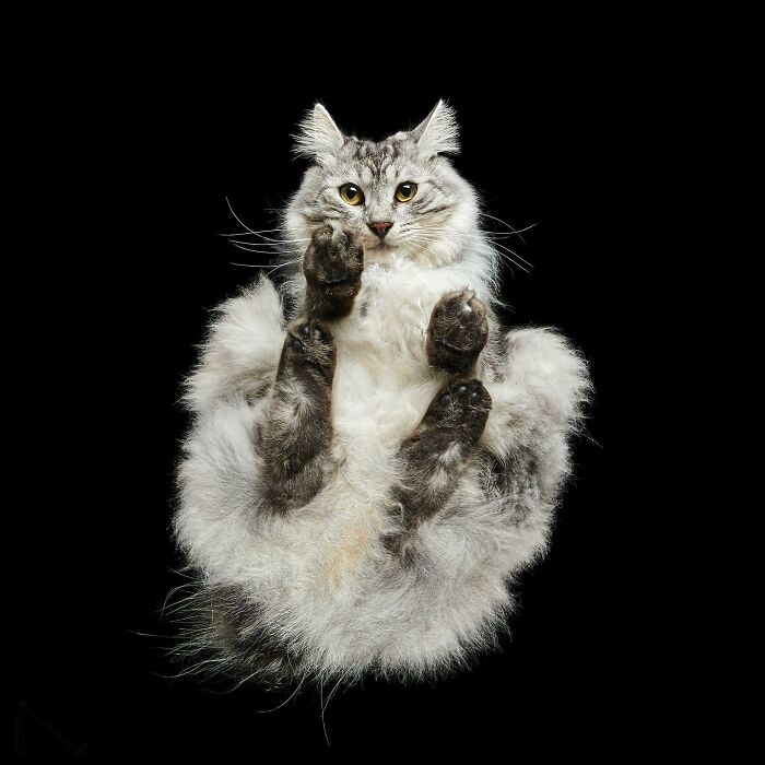 Fluffy gray cat seen from below with paws and belly visible in a quirky cute pets underlook perspective on black background