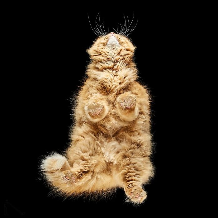 Underlook perspective showing a fluffy orange cat from below against a black background in quirky pet photography