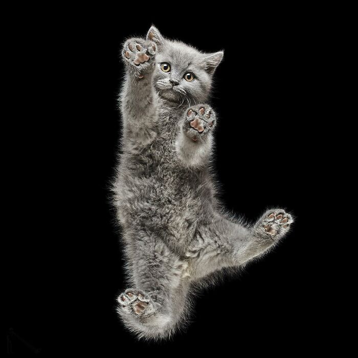 Gray kitten from underlook perspective, showing its paws spread out against a black background in a quirky pet photo.