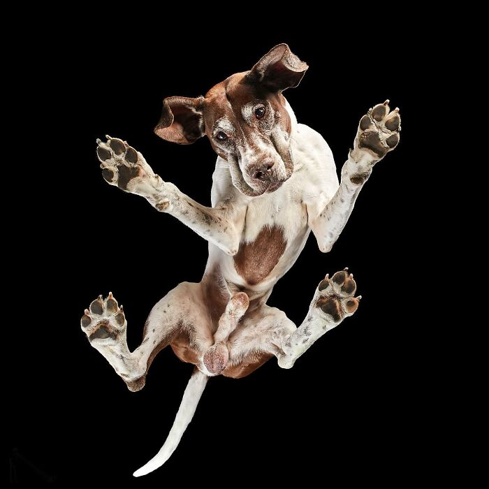 Underlook perspective of a quirky and cute dog captured from below against a black background with paws spread wide.