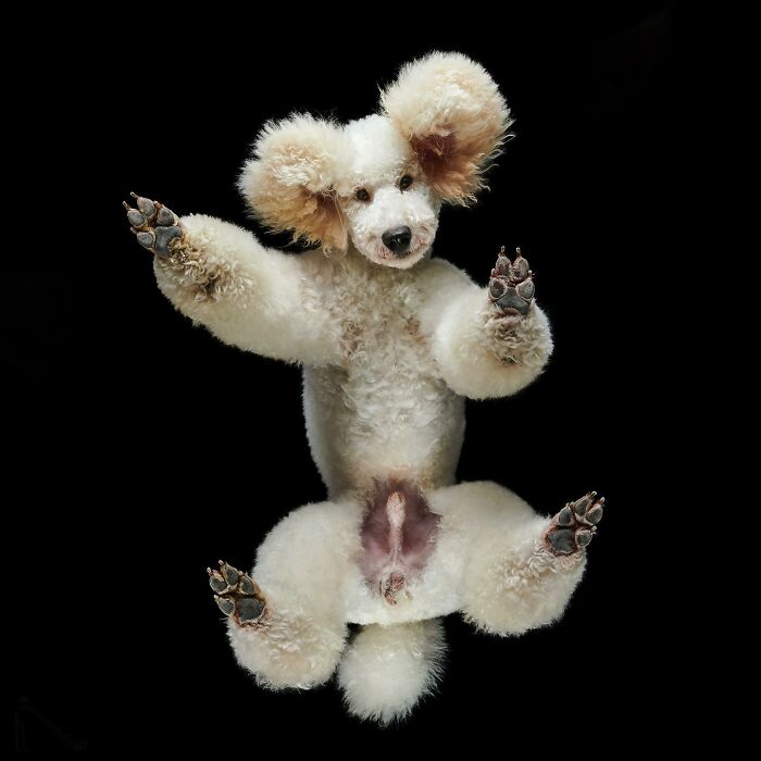 Fluffy white poodle captured from an unexpected underlook perspective, highlighting quirky and cute pet features.