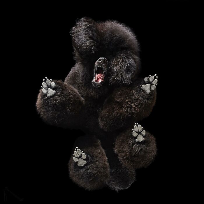 Underlook project photo showing a black poodle from below with paws spread against black background
