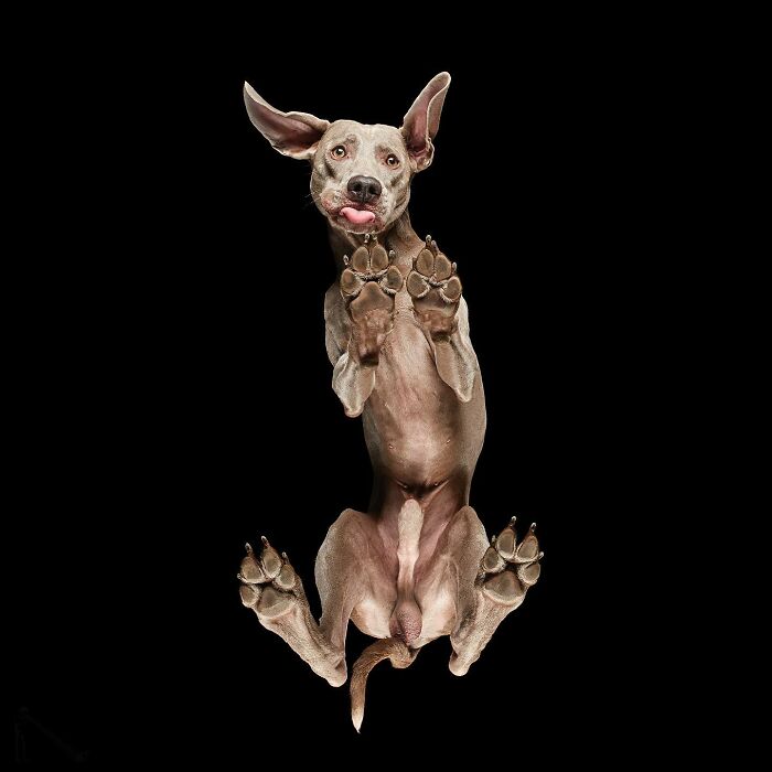 Underlook project photo of a quirky and cute dog seen from an unexpected perspective against a black background.