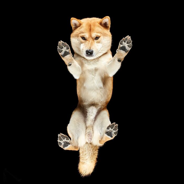 Shiba Inu dog shown from an underlook perspective with paws up against a black background in a quirky pet photo.