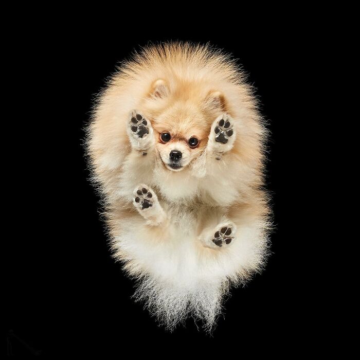 Fluffy dog seen from an underlook perspective with paws pressed against glass, showcasing quirky and cute pet view.