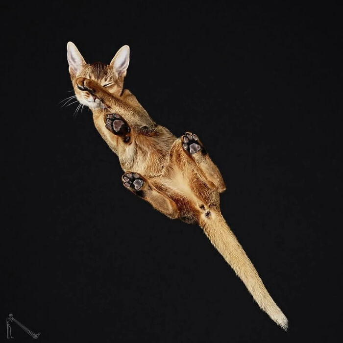 Cat viewed from underlook perspective with paws and tail visible against a black background showing quirky pet details.