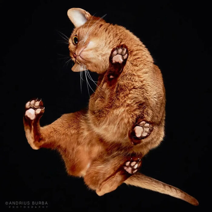 Ginger cat captured from an underlook perspective showing its paws and belly against a black background.