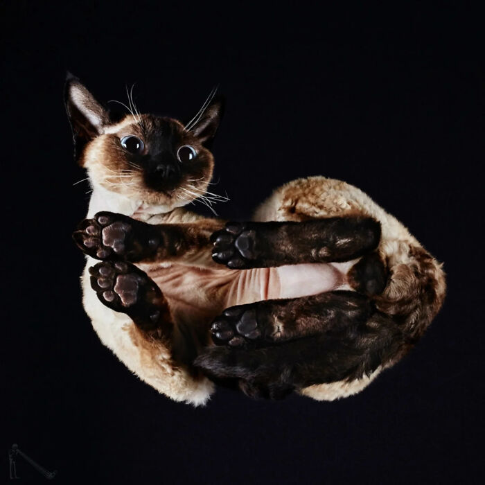 Siamese cat seen from an underlook perspective showing paws and face against a dark background.