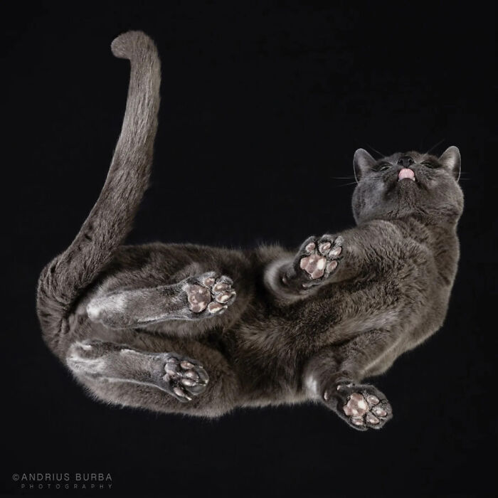Gray cat captured from an underlook perspective with paws visible and tongue slightly out against a black background.