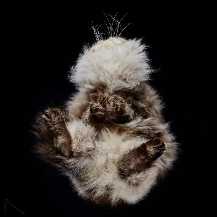 Fluffy cat seen from an underlook perspective showing paws and belly against a black background.