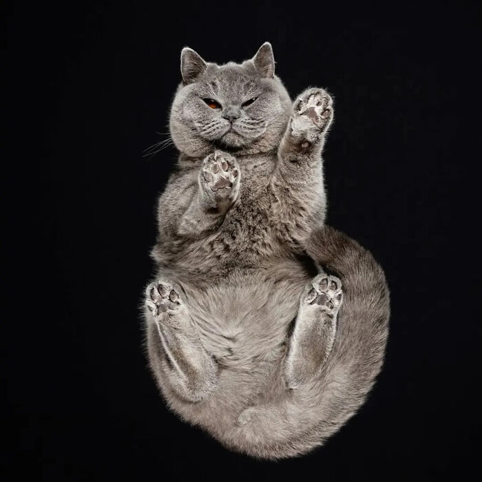 Gray cat from an underlook perspective showing its paws and belly against a black background in a quirky pet photo.