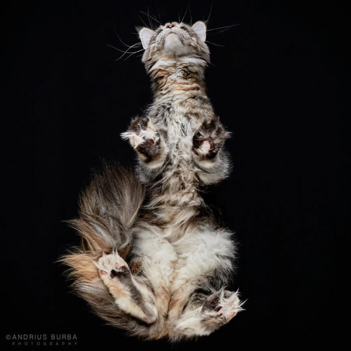 Fluffy cat captured in an underlook perspective, showing its paws and belly against a black background.