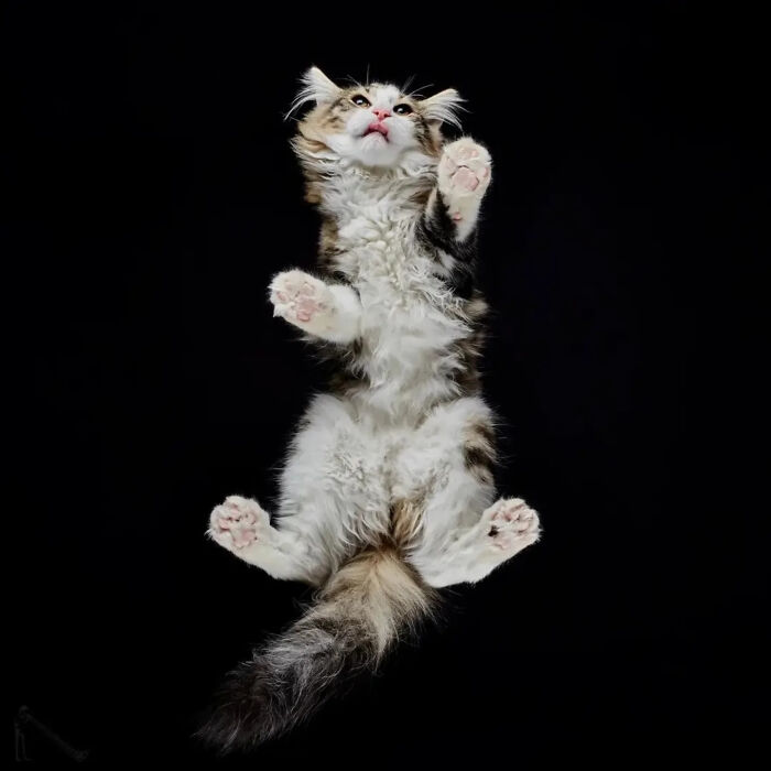 Fluffy cat seen from below with paws spread out against a black background in an underlook pet perspective.