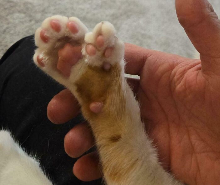 Close-up of a cat's paw with an unusual extra toe held gently by a human hand, showing moderately interesting details.