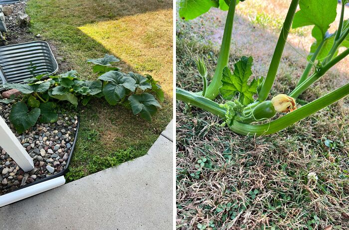 Pumpkin vine growing onto lawn and concrete, an example of Halloween fails affecting outdoor garden space.