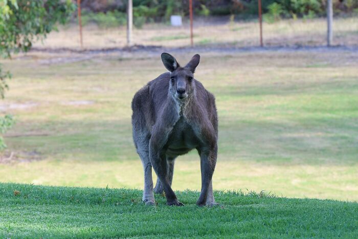Kangaroo standing on green grass in a fenced area during the day, highlighting facts about kangaroos in nature.