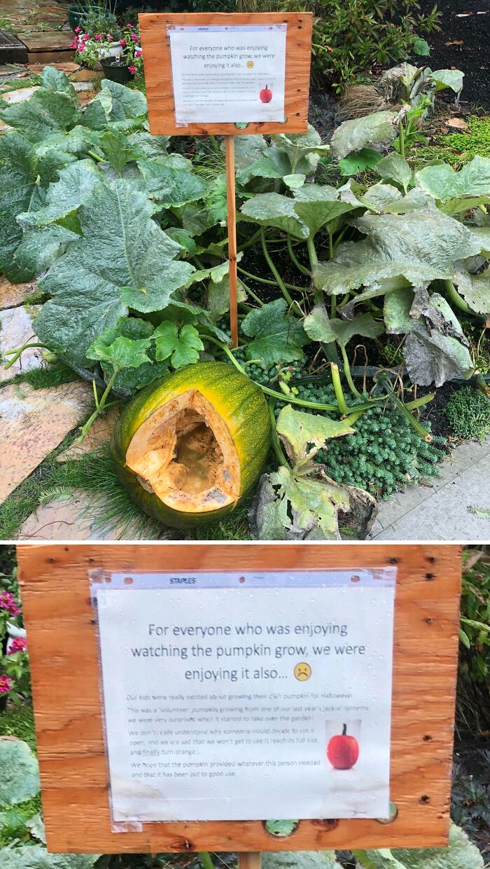 Rotten pumpkin in garden with sign explaining Halloween fail of damaged Jack-o’-lantern before full growth.