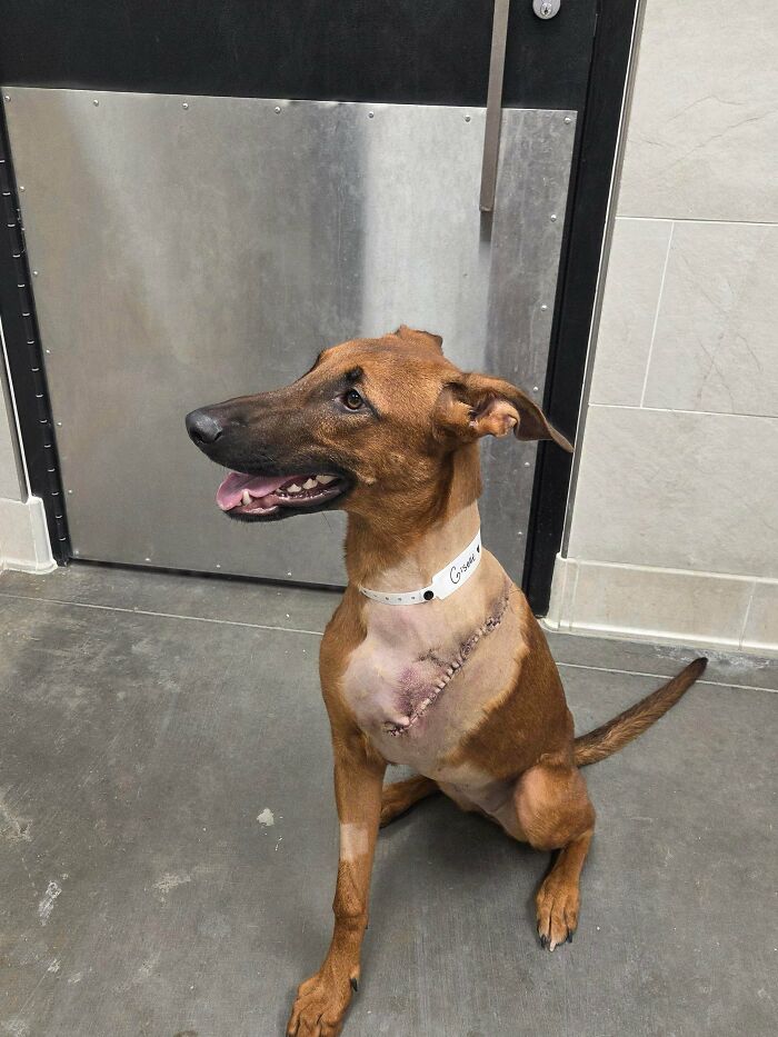 Adopted dog with healing chest surgery scar sitting on a concrete floor, showing soul-soothing pets warmth.