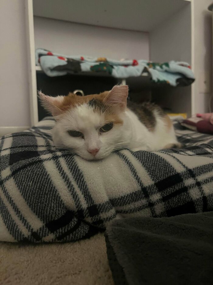 Calico adopted cat resting on a soft plaid blanket, bringing warm fuzzies and cozy comfort indoors.
