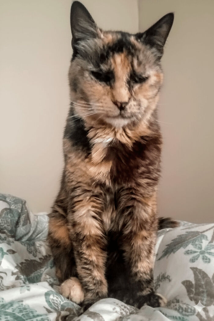 Tortoiseshell cat sitting on patterned bedding in a cozy room, one of the soul-soothing photos of adopted pets.