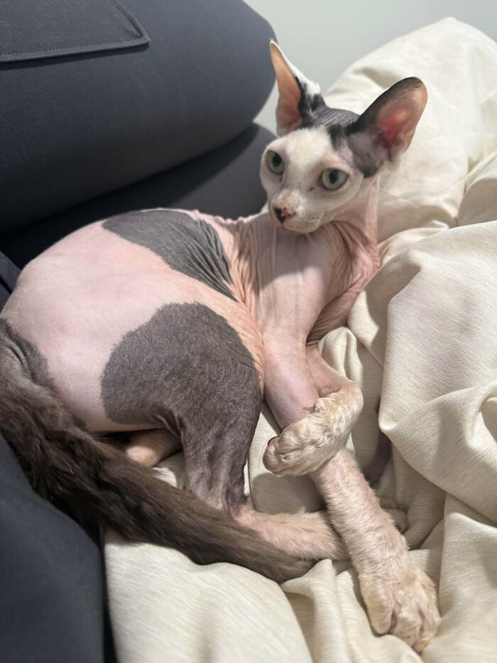 Hairless adopted cat with gray and pink skin lying on a bed, showcasing soul-soothing photos of adopted pets.