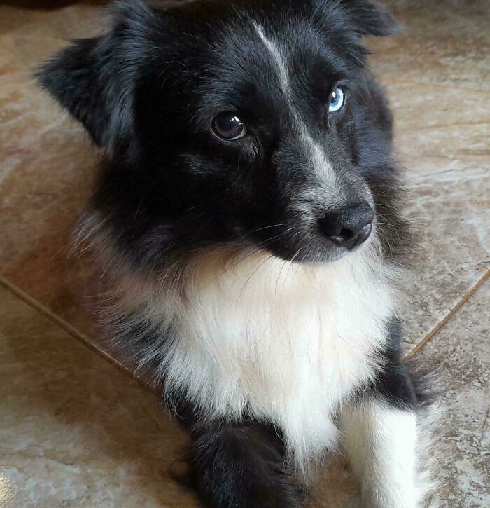 Black and white adopted dog with soulful eyes resting on a tiled floor, capturing soul-soothing pets warmth and charm.