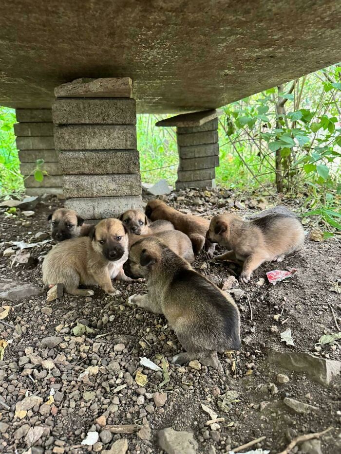 Seven adopted puppies resting together under a structure, surrounded by soil and greenery, evoking warm fuzzies.