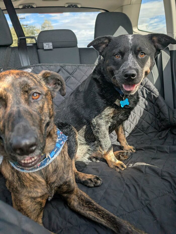 Two adopted dogs sitting on a car seat cover, bringing instant warm fuzzies with their happy expressions.