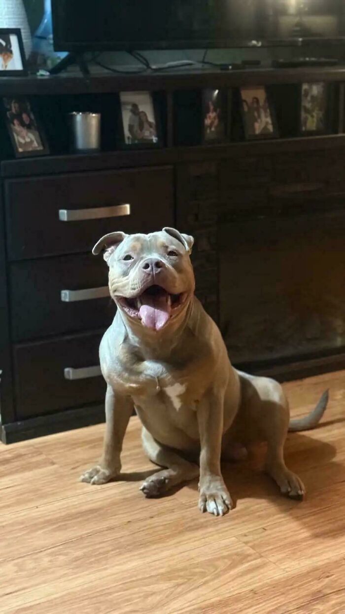 Smiling adopted dog sitting on wooden floor in a cozy home, radiating warmth and joy for soul-soothing photos of pets.