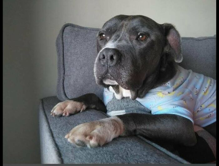 Adopted pet dog resting on a couch wearing a cozy light blue shirt, showcasing soul-soothing comfort.